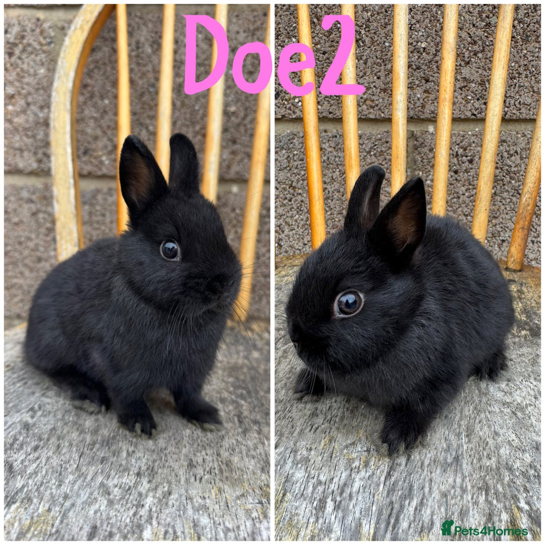 Netherland Dwarf rabbits for sale: Pure breed Netherlands Dwarf  - Image 2