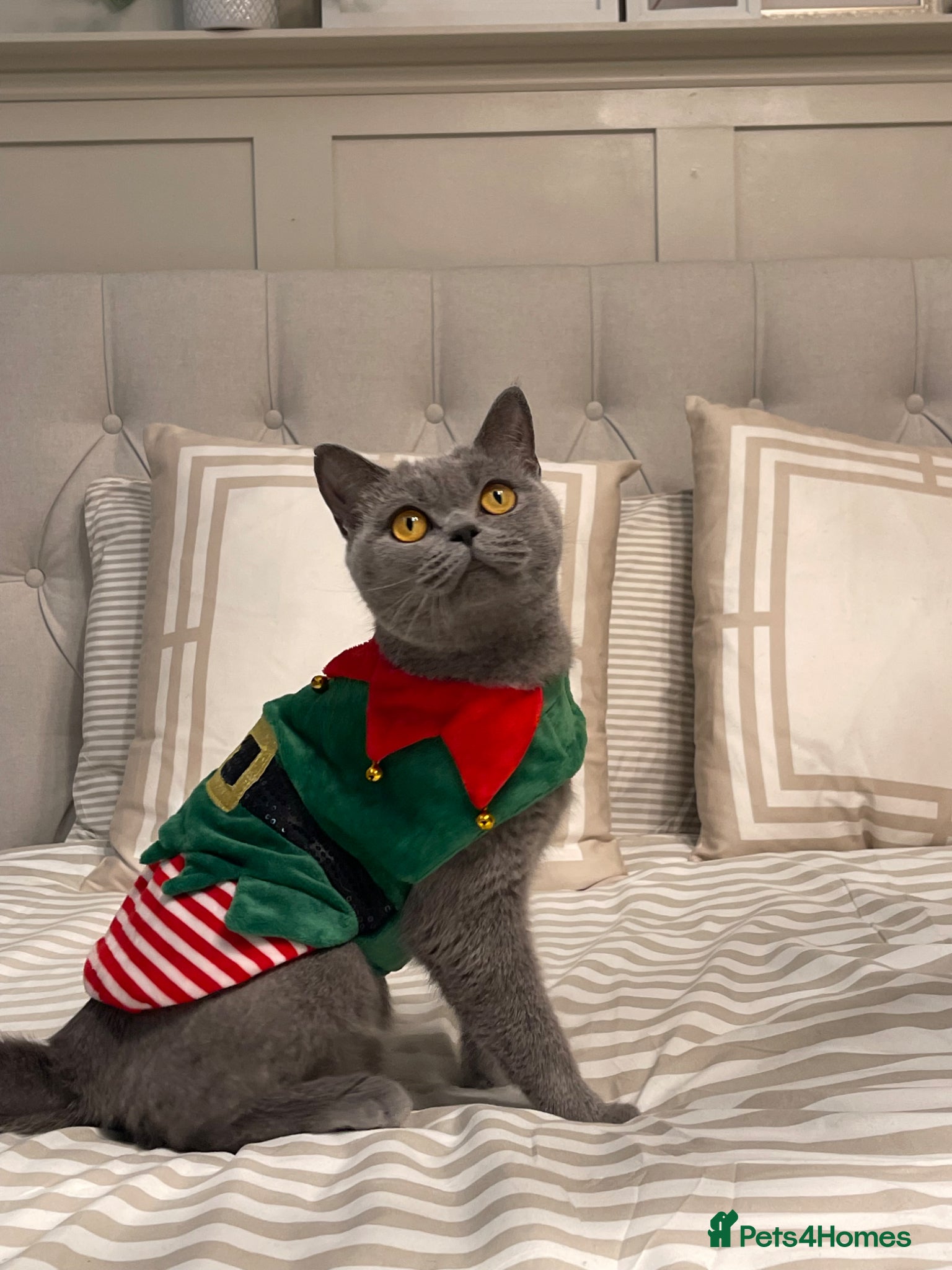 British Shorthair cats Beautiful family female cat looking for new home - Advert 3