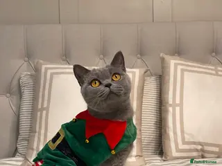 British Shorthair cats Beautiful family female cat looking for new home - Advert 1