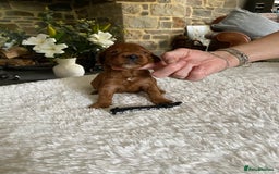 Irish Doodle dogs for sale: Stunning F1 mini Irish  Doodles  - Image 5