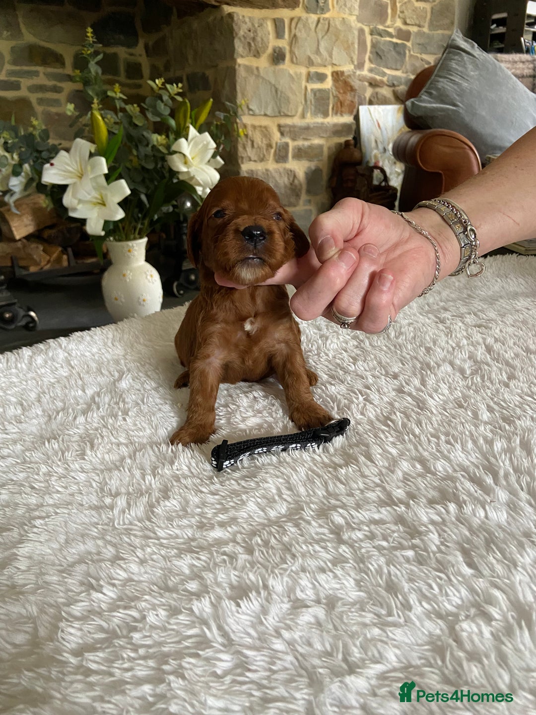 Irish Doodle dogs for sale: Stunning F1 mini Irish  Doodles  - Image 5