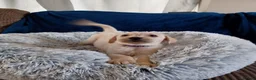 Labrador Retriever dogs for sale: Labrador puppy's ready to go golden and black in Huntingdon - Advert 32