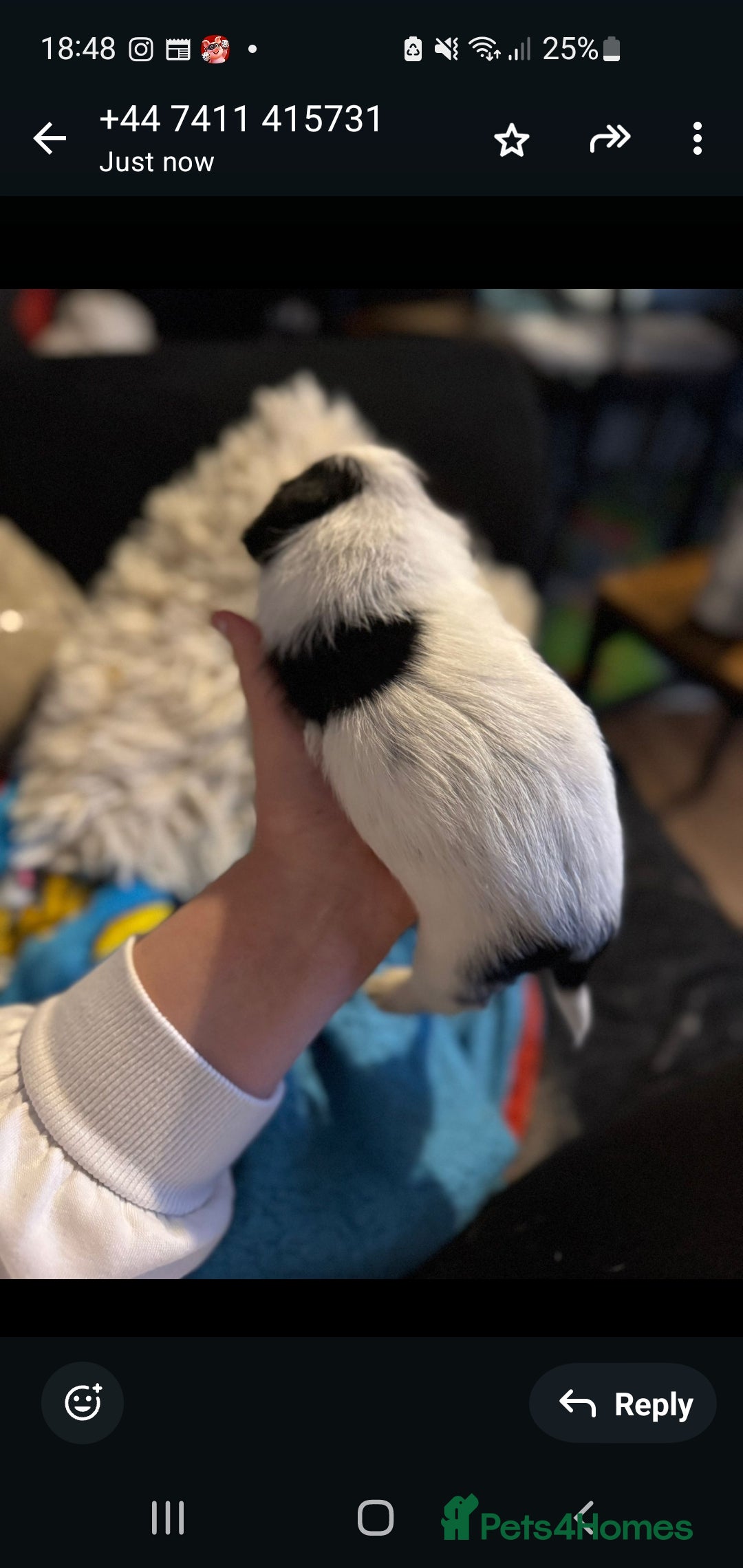 Mixed Breed dogs for sale: Bubbly little boy... only 1 left  - Advert 4