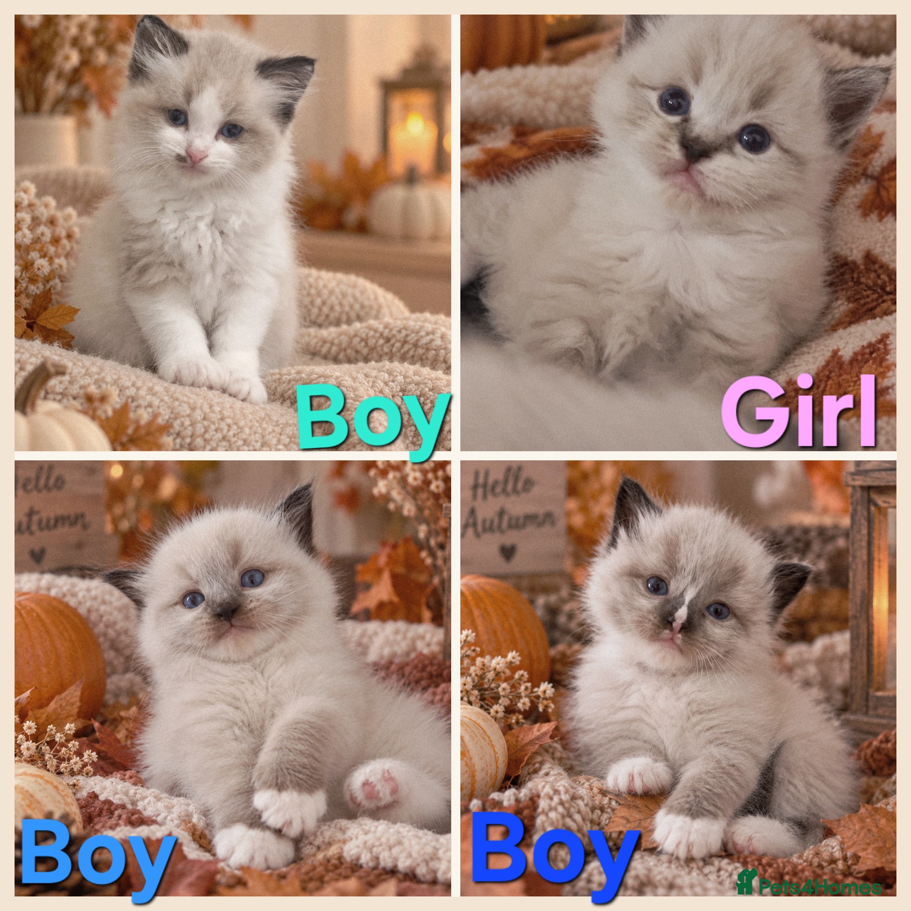 Ragdoll cats 🐾 Beautiful Ragdoll Kittens looking for homes 🐾 - Advert 1