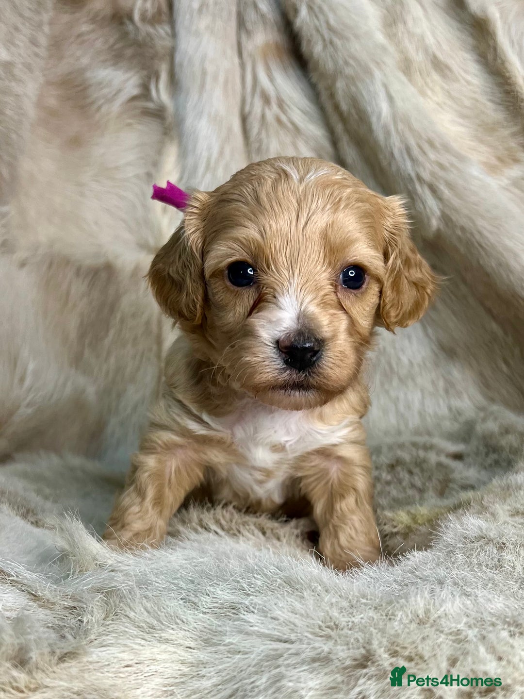 Cavapoochon dogs for sale: 5 ⭐️ LICENSED BREEDER HEALTH TESTED CAVAPOOCHONS - Advert 15