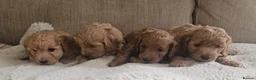 Cockapoo dogs for sale: Licenced breeder, red f1b cockapoo litter - Advert 7