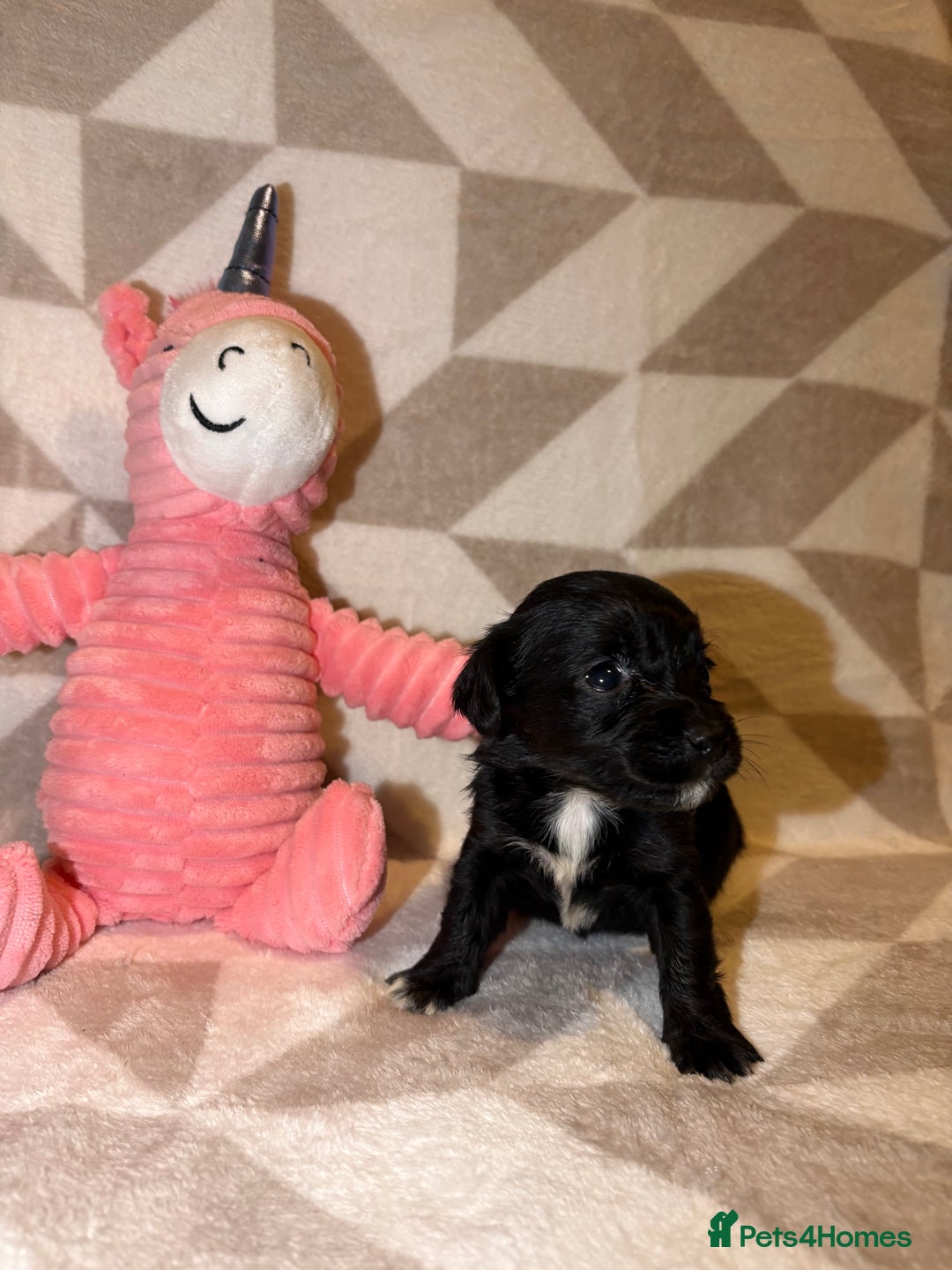 Cockapoo dogs for sale: Stunning cockapoo puppies  - Advert 12