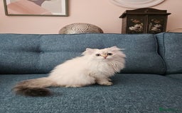 Scottish Fold cats for sale: Excellent Scottish straight girl ready to go in Erith - Image 25