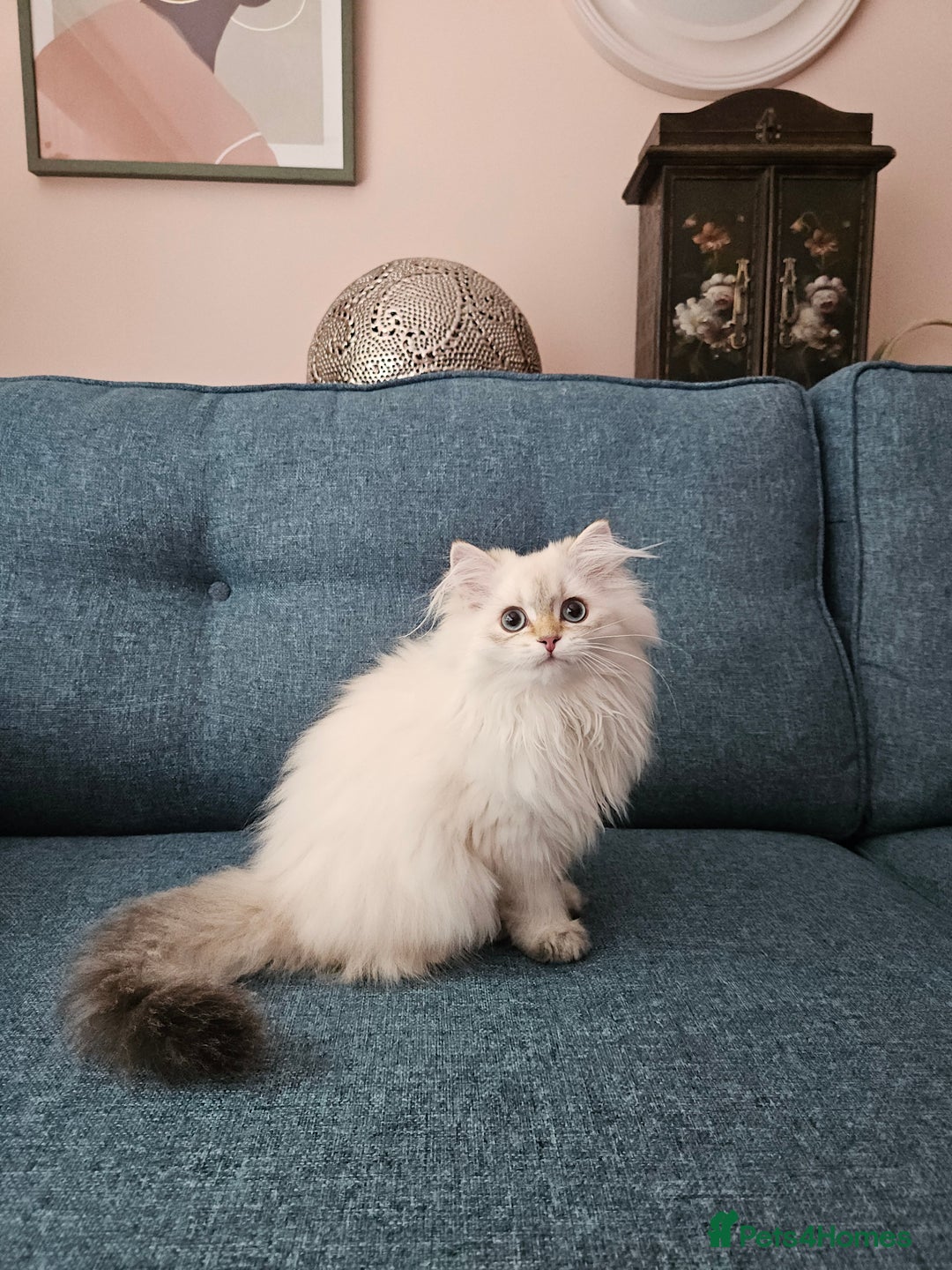 Scottish Fold cats for sale: Excellent Scottish straight girl ready to go in Erith - Image 25