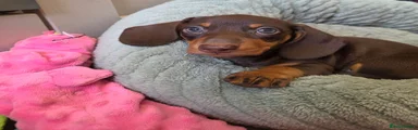 Miniature Dachshund 1