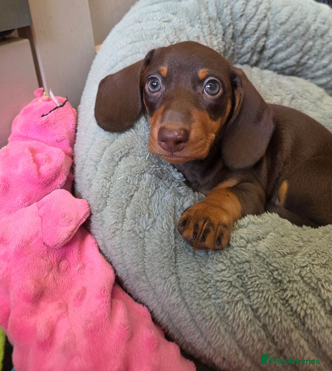 Miniature Dachshund dogs for sale: Kc registered Miniature Dachshund  - Advert 7