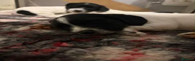 English Springer Spaniel 2