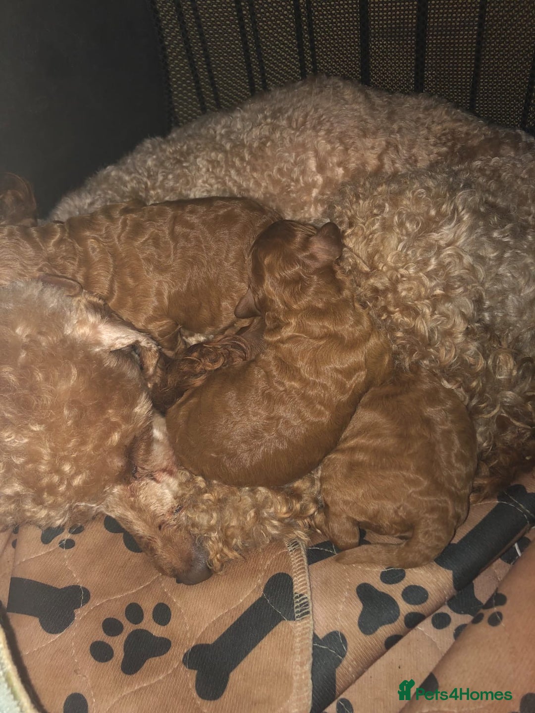 Toy Poodle dogs for sale: TOY POODLE PUPS   - Advert 5