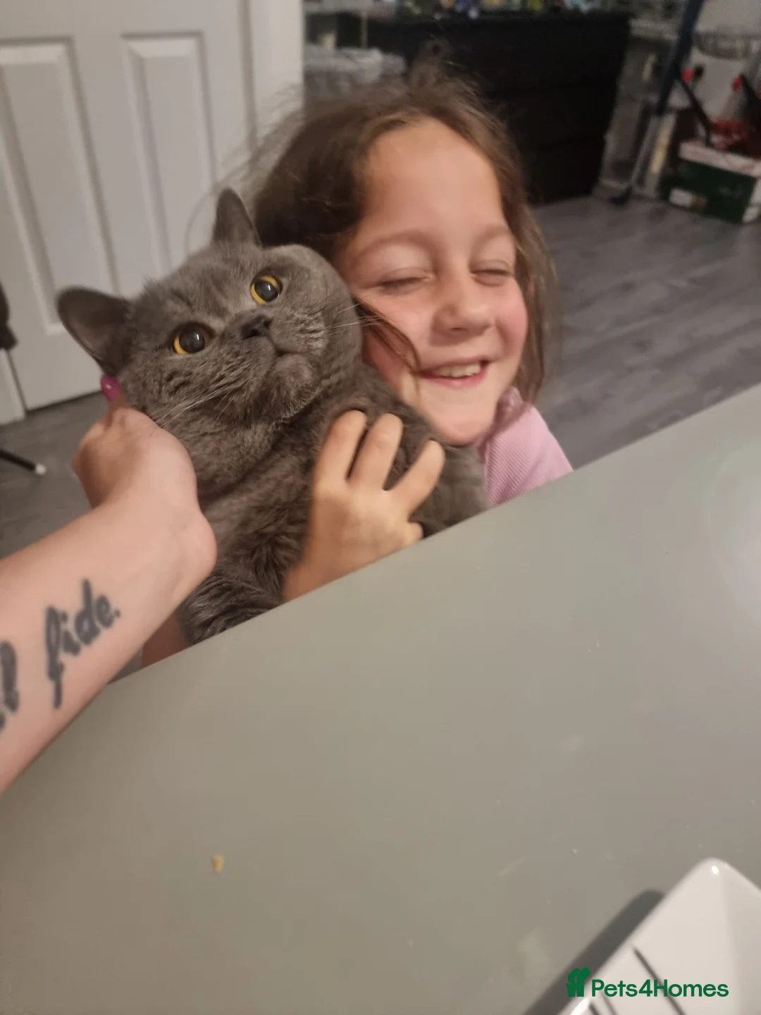 British Shorthair cats for sale: British shorthair kittens  - Advert 1