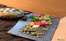 Tortoise reptiles for sale: Male Horsefield tortoise  - Image 1