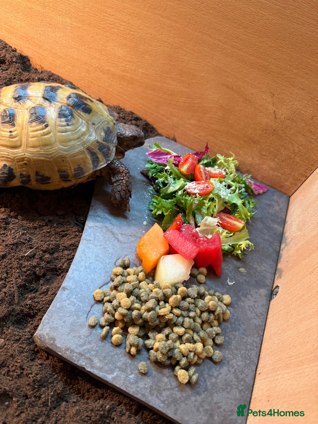 Tortoise reptiles for sale: Male Horsefield tortoise  - Image 1