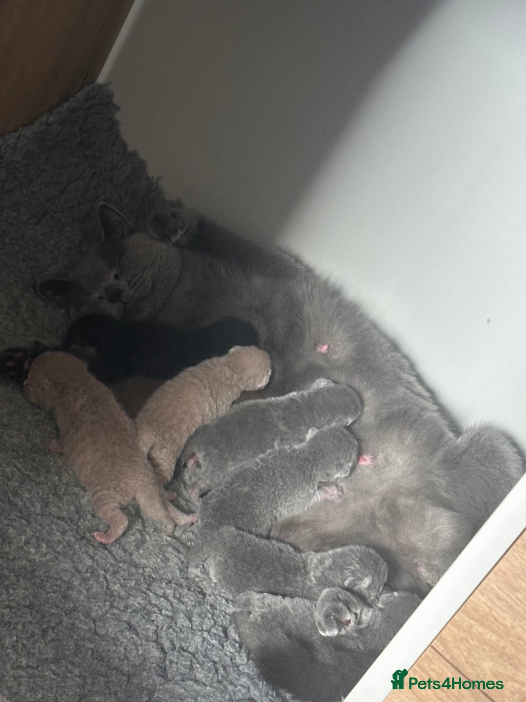 British Shorthair cats for sale: Stunning Social Loveable Blue Boys  - Image 6