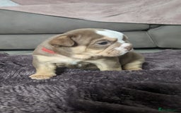 English Bulldog dogs for sale: Forever homes  - Image 4