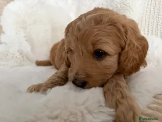 Mini Goldendoodle dogs Stunning F1 Miniature Goldendoodle puppies - Advert 4