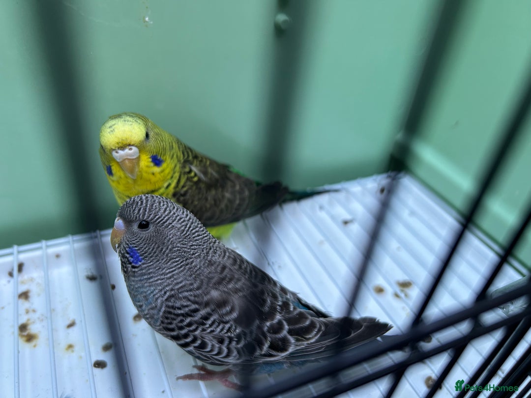 Budgerigars birds for sale: Black face and black wing pairs for sale - Advert 7