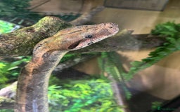 Boa Snake reptiles for sale: Redtail Boa Constrictor  - Image 1