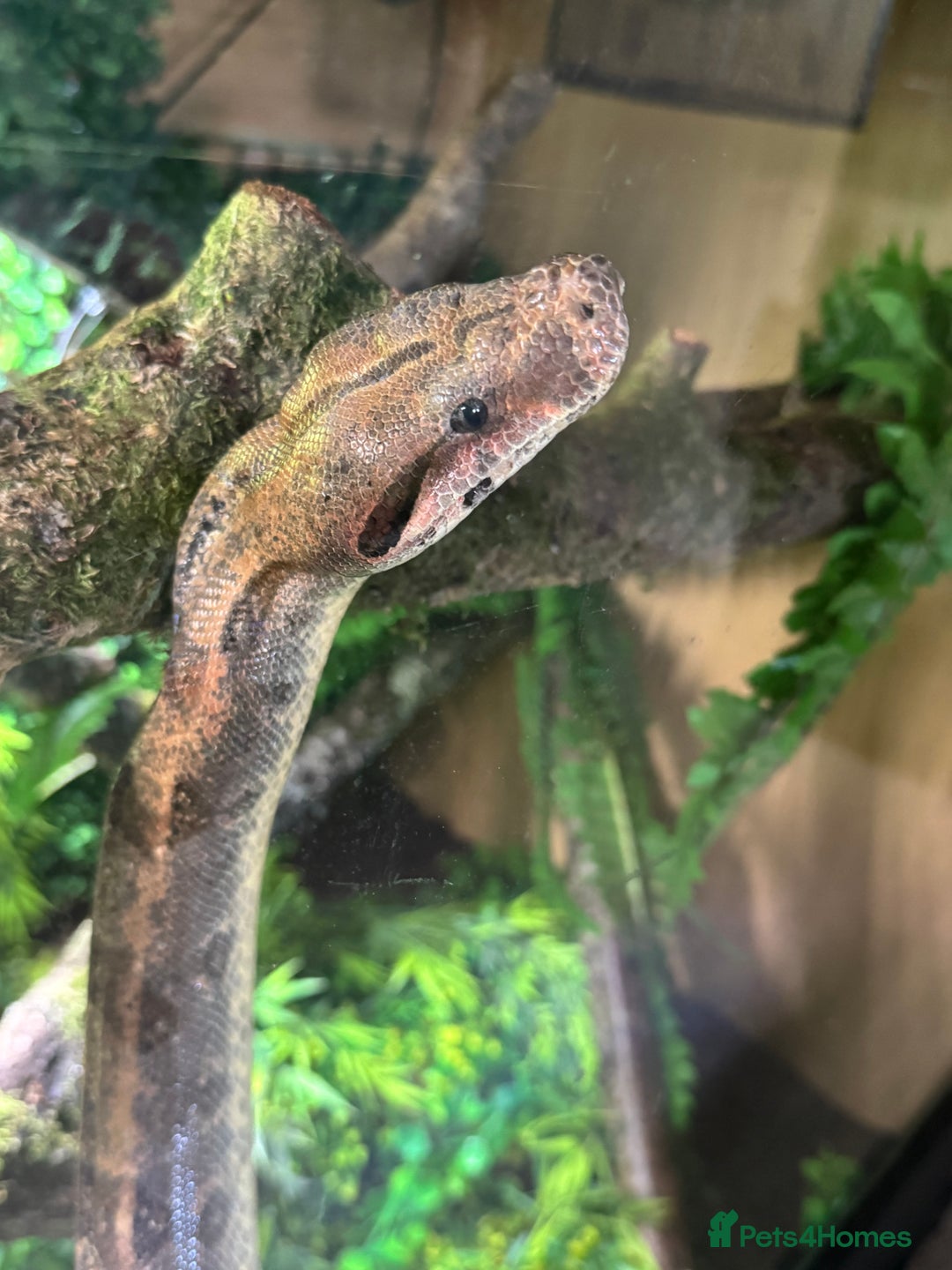 Boa Snake reptiles for sale: Redtail Boa Constrictor  - Image 1
