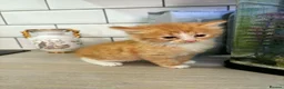 Mixed Breed cats for sale: Beautiful Domestic Shorthair Kittens in Catterick Garrison - Advert 8