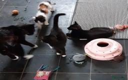 Mixed Breed cats for sale: Ready for their forever home - Image 6