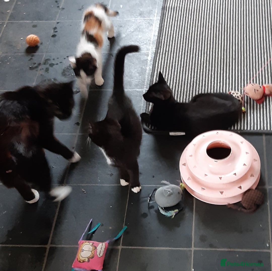 Mixed Breed cats for sale: Ready for their forever home - Image 6