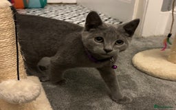 Russian Blue cats for sale: Russian Blue Kittens - Image 10