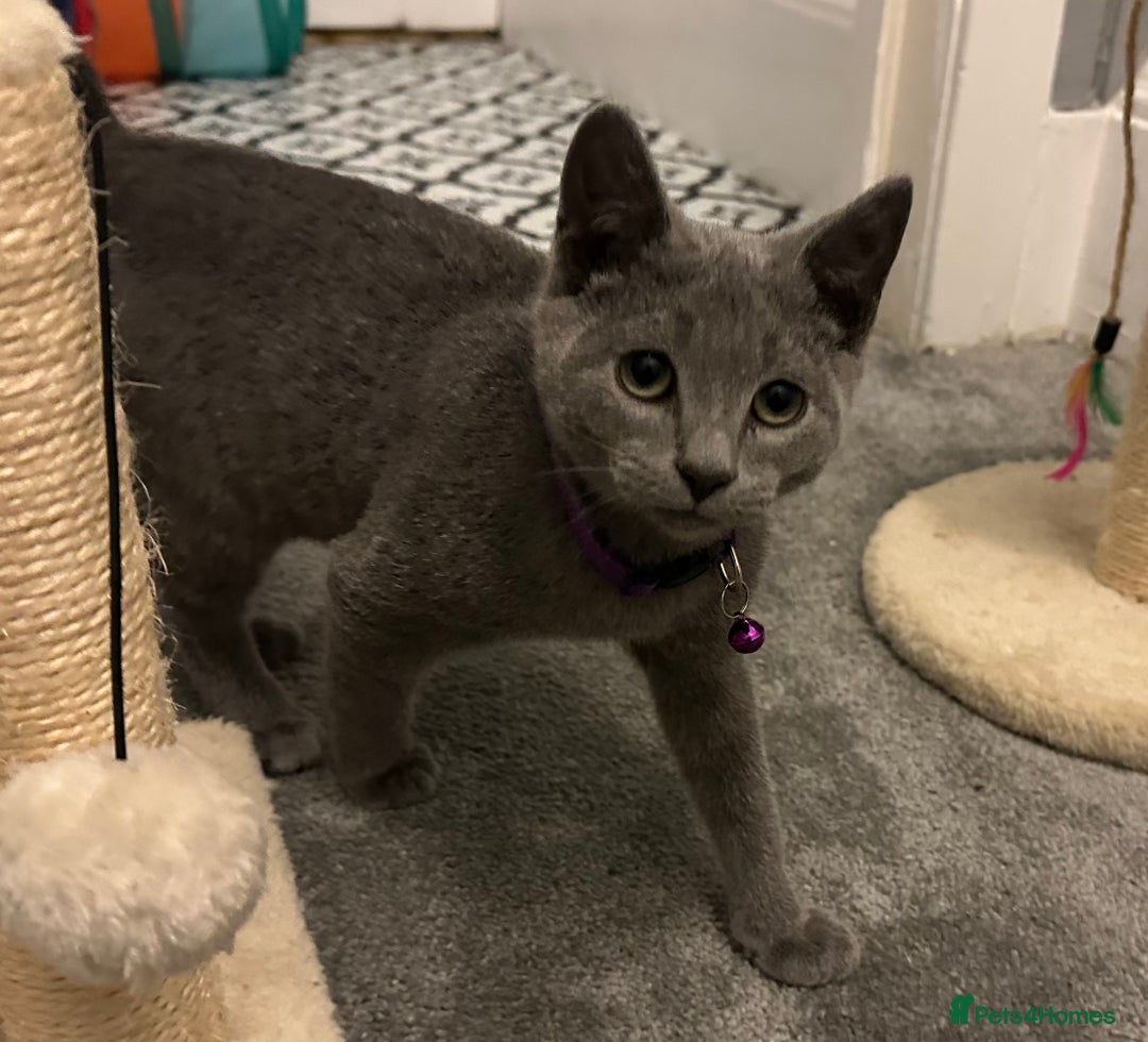 Russian Blue cats for sale: Russian Blue Kittens - Image 10