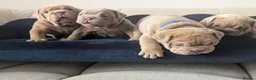 English Bulldog dogs for sale: Gorgeous English Bulldogs  - Advert 9