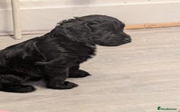 Cockapoo dogs for sale: We have Four Beautiful Cockerpoo Puppies Available - Image 2