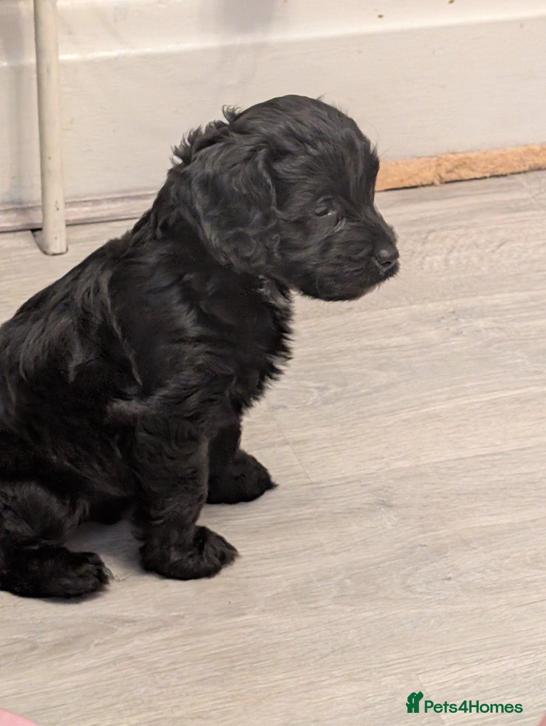 Cockapoo dogs for sale: We have Four Beautiful Cockerpoo Puppies Available - Image 2