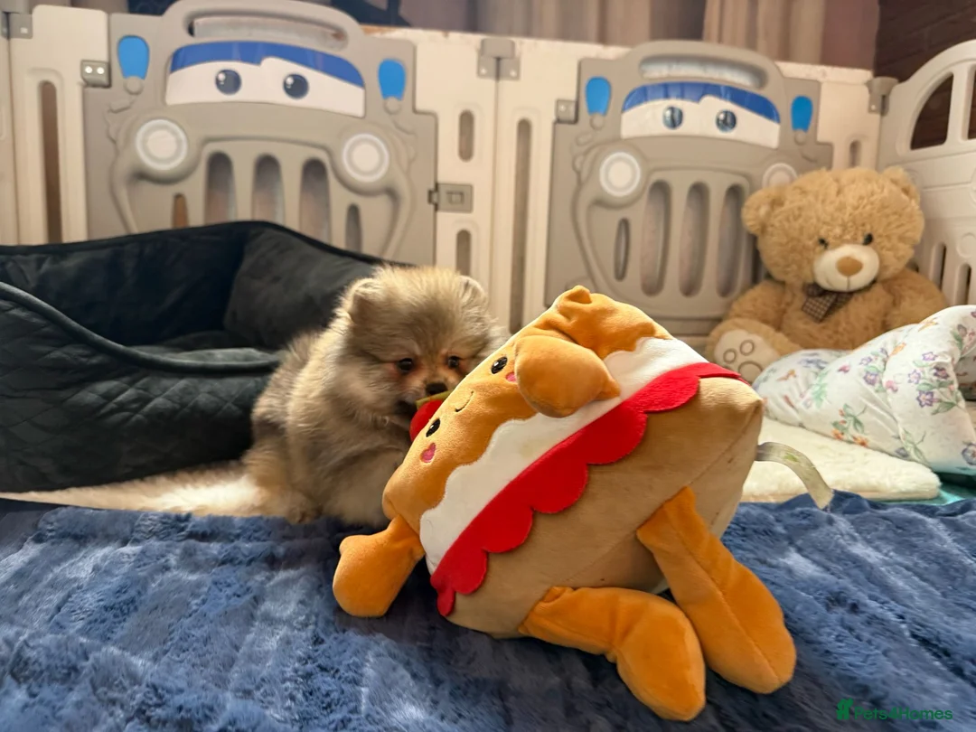 Pomeranian dogs for sale: Teddy Face Poms Puppies European Champion Lines - Advert 15