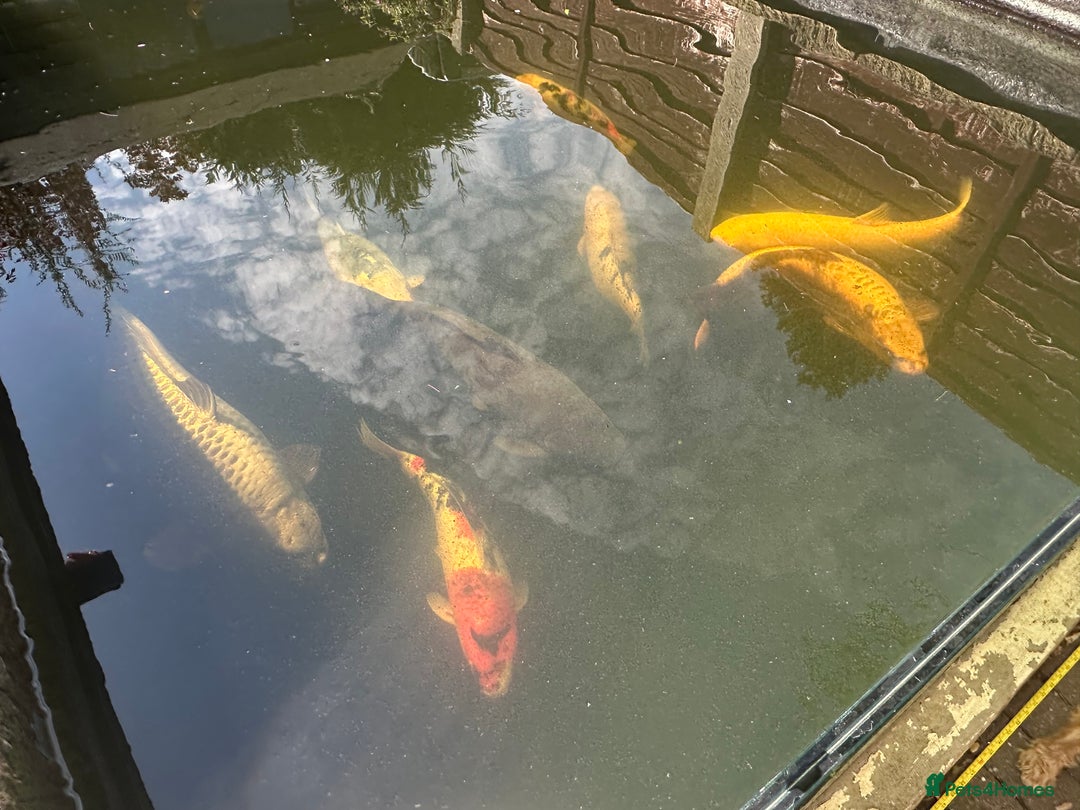 Koi Carp fish for sale: Koi carp for sale - Image 8
