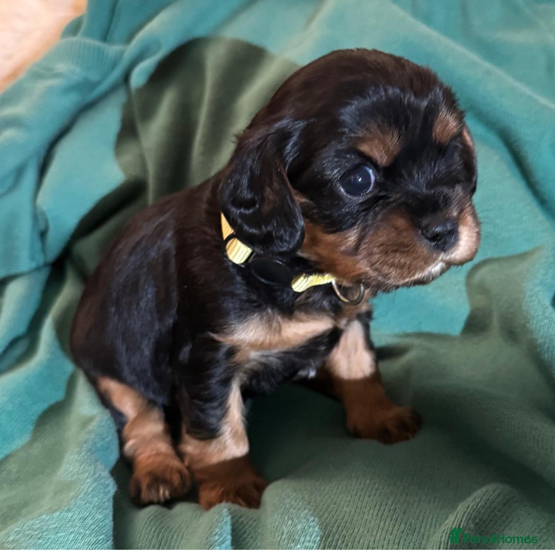 Cavalier King Charles Spaniel dogs for sale: Beautiful Cavalier Puppies - Fully health tested  - Image 24