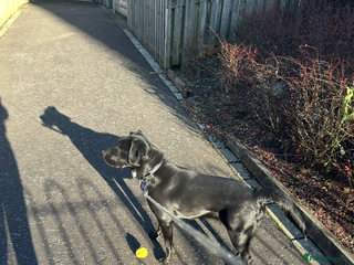 Borador dogs - Advert 4