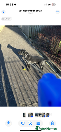 Borador dogs - Advert 3