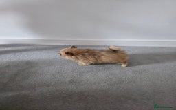 Pomeranian dogs for sale: Pomeranian puppies  - Image 23