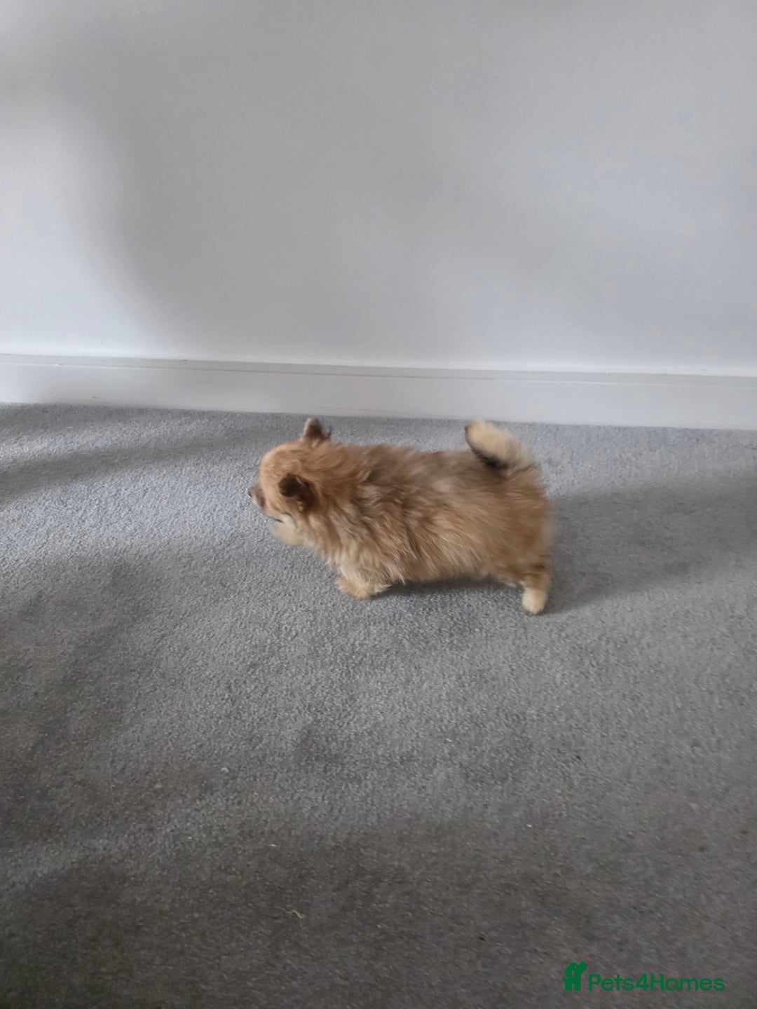Pomeranian dogs for sale: Pomeranian puppies  - Image 23