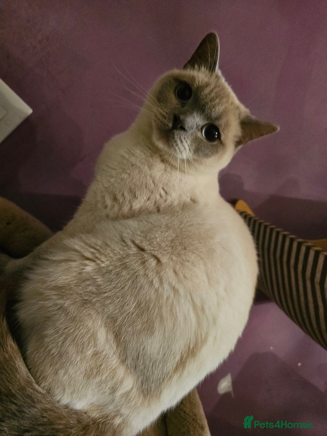 British Shorthair cats for sale: Lilac Coloupoint British Shorthair Female neutered - Advert 7