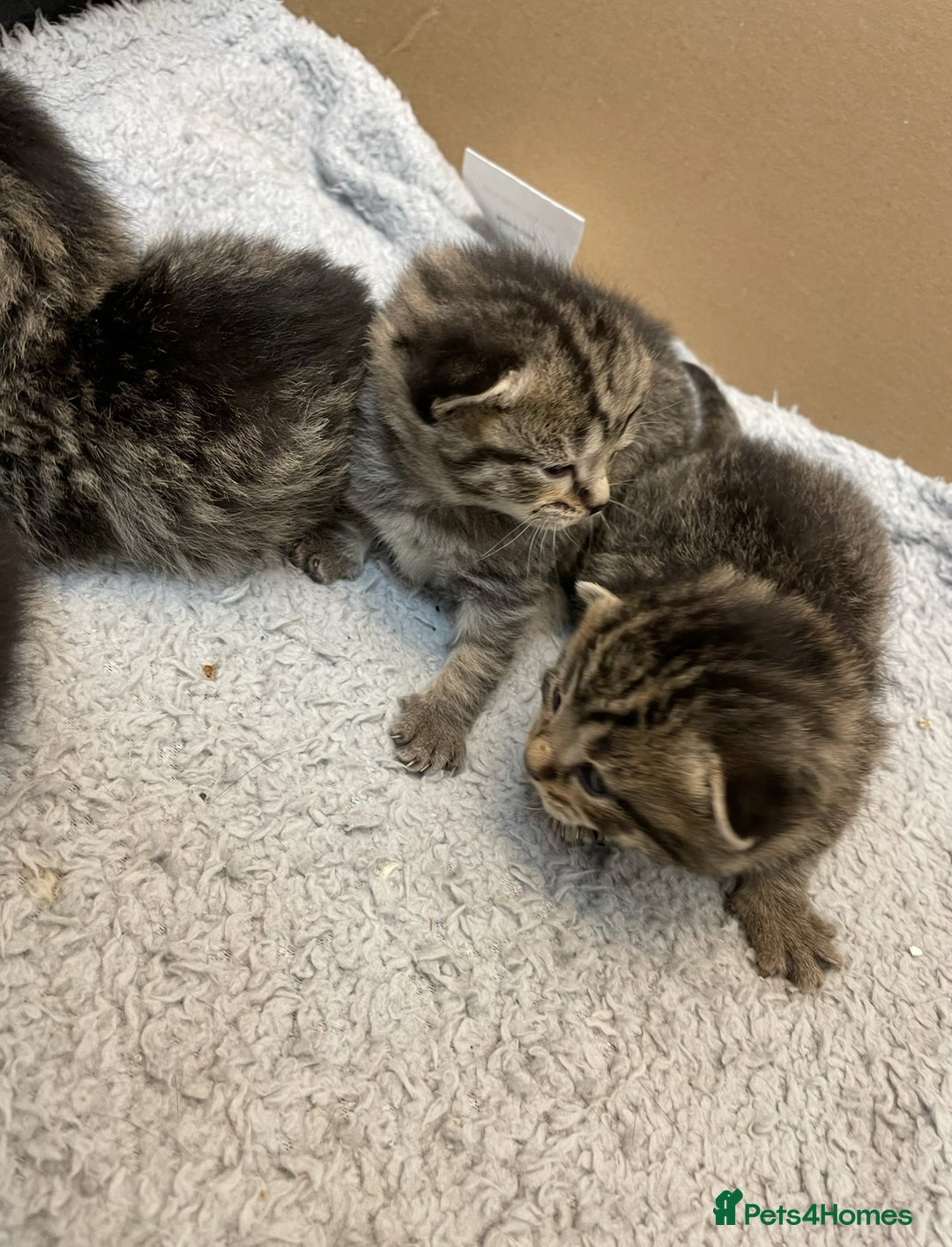 British Shorthair cats for sale: British shorthair kittens - Image 5