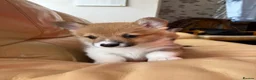 Welsh Corgi Pembroke dogs for sale: 2 Gorgeous Welsh Pembroke corgis 🩷💙 - Advert 4
