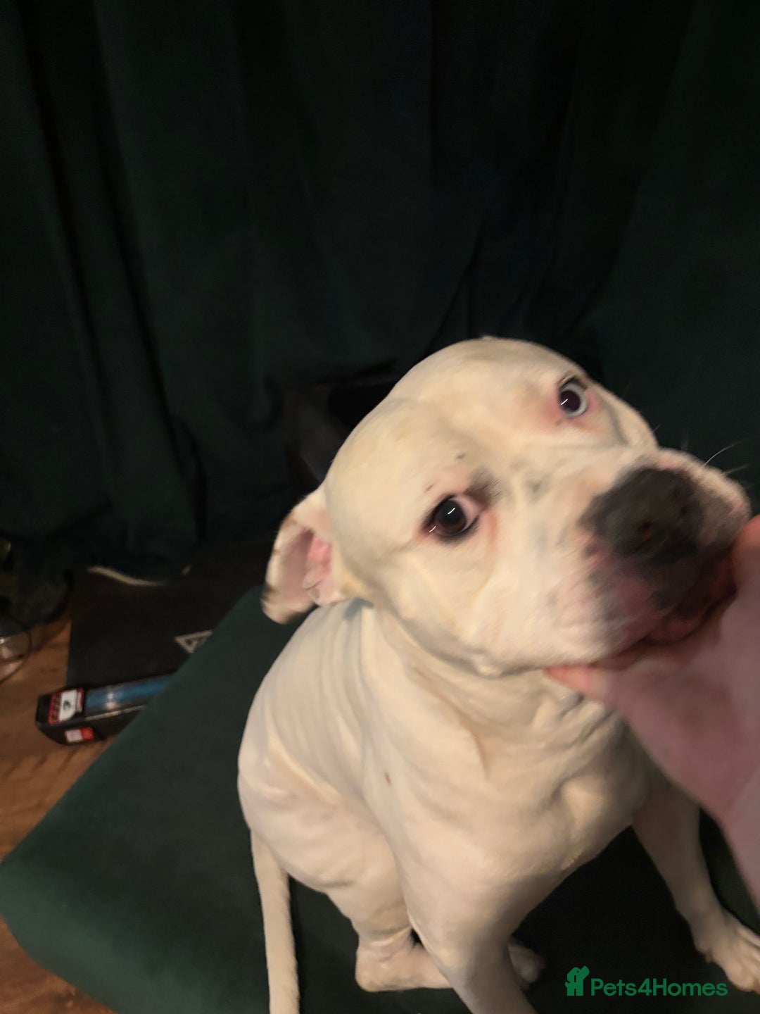 American Bulldog dogs for stud: Classic American bull 🇺🇸  - Image 9