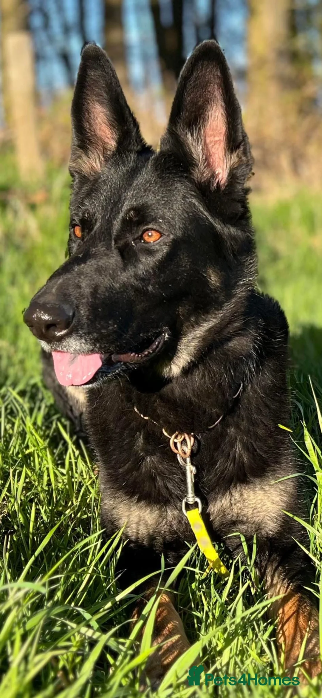 German Shepherd dogs for sale: Matschenka German shepherds  - Advert 2