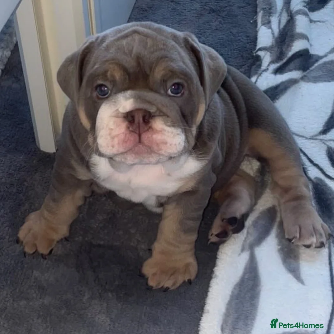 English Bulldog dogs for stud: Finest English Bulldog Stud – Proven Gem - Advert 8