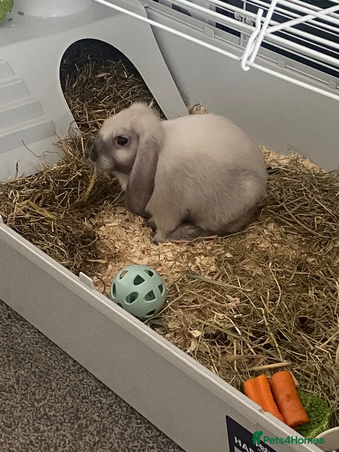 Mini Lop rabbits for sale: Male rabbit  - Advert 2