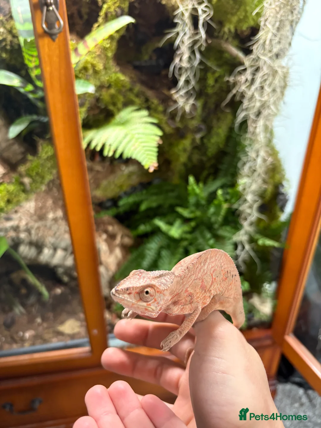Chameleon reptiles for sale: Female Panther chameleon  - Advert 1