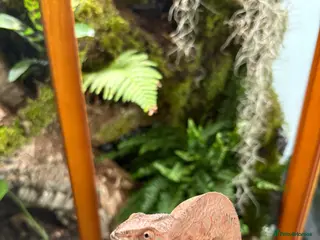 Chameleon reptiles Female Panther chameleon - Advert 5